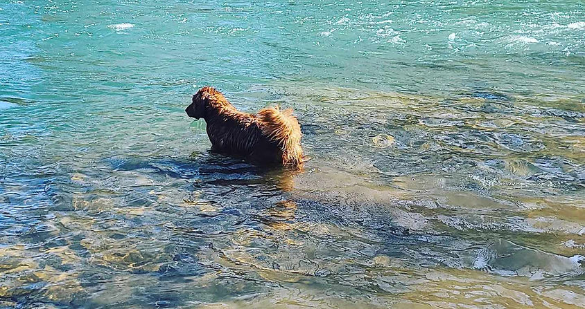 Hunting Golden Retriever on the Beach in crystal clear water