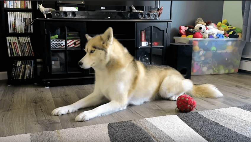 Hardwood Flooring For Dog Owners Kbk Flooring Ltd