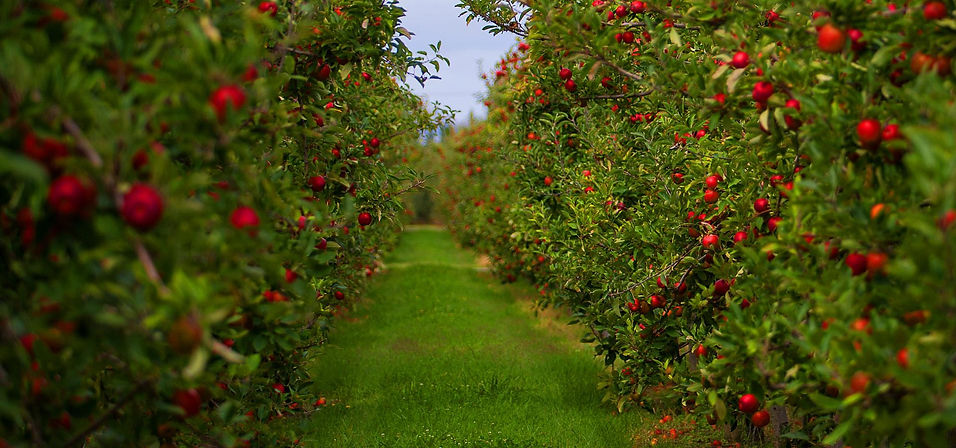 homepage-orchard.jpeg