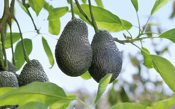 3_Sortiment_avocado.png