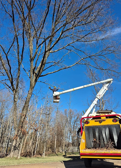 Certified arborist using a bucket truck for tree removal in Cincinnati, Ohio