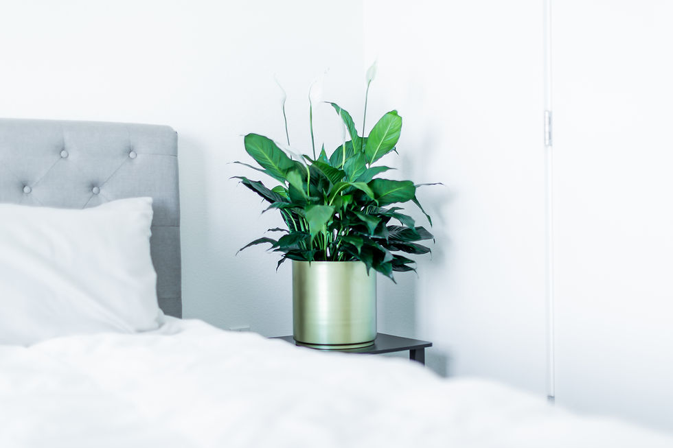 Thumbnail: Spathiphyllum "Peace Lilly "