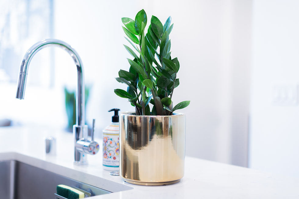 Thumbnail: Zamioculcas (ZZ)