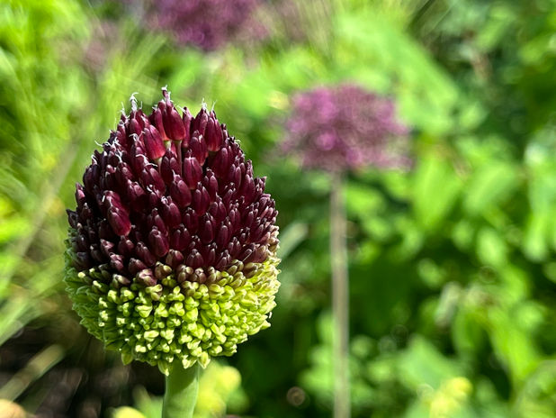 Alliumblüte. Frühjahrsblüher 