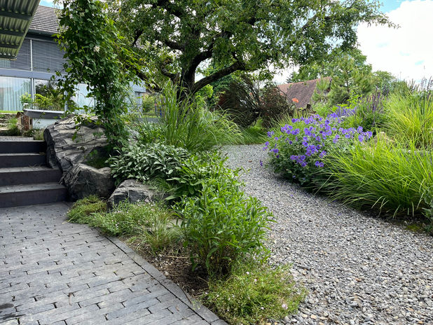 Wildstaudenbepflanzung balmer gArtenbau GmbH, Büetigen. Bucheggberg und Limpachtal.