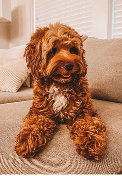 Vinnie-petite-goldendoodle-breeder.jpg