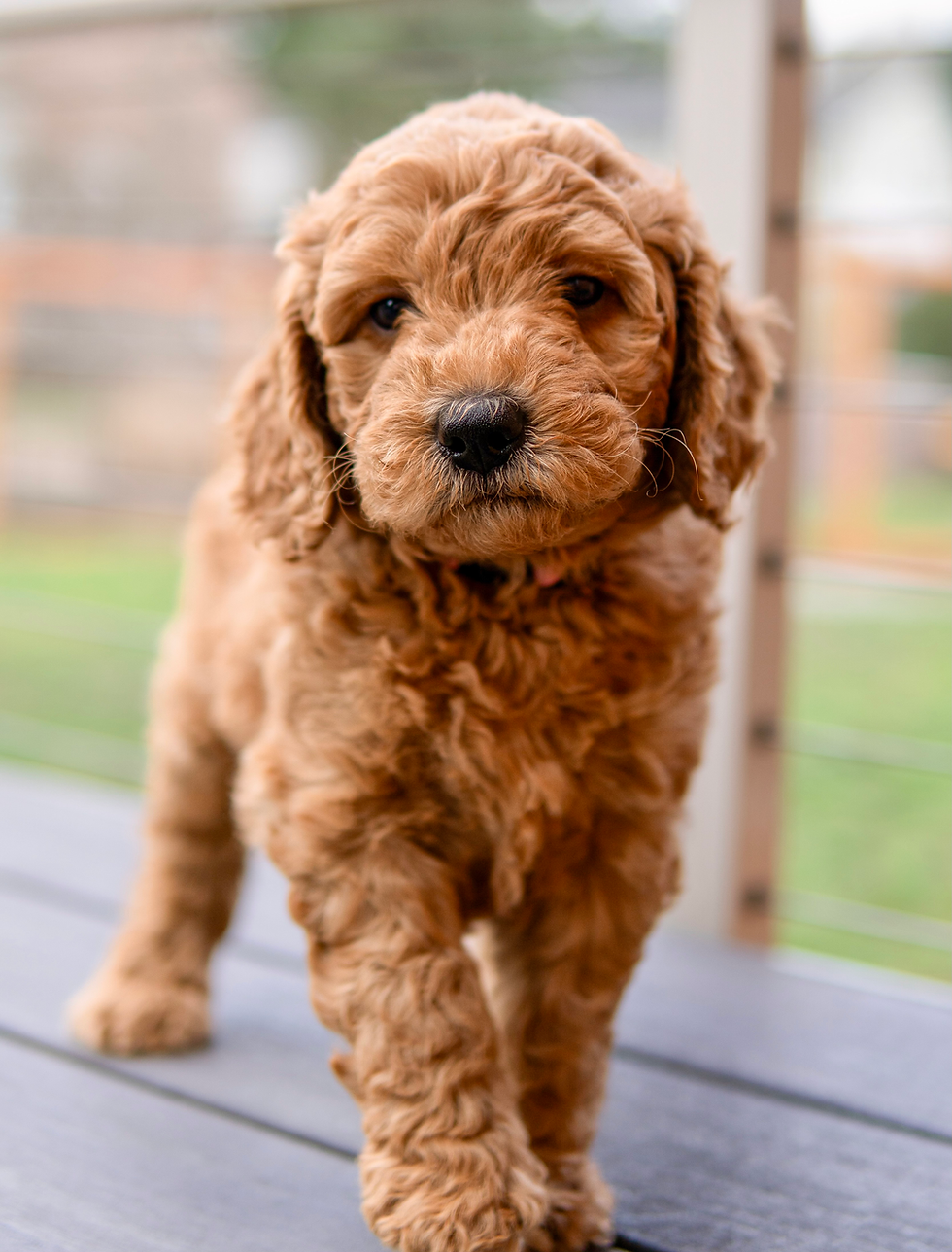 Thumbnail: Multi gen golden doodle puppy with red and golden coat.