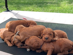 Puppies’ first day enjoying the outdoors and warm spring weather ☀️🌿