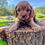 Thumbnail: HONEY | PM.224H