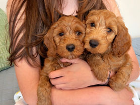 Two Sweet Boys Still Available — The Abigail Litter