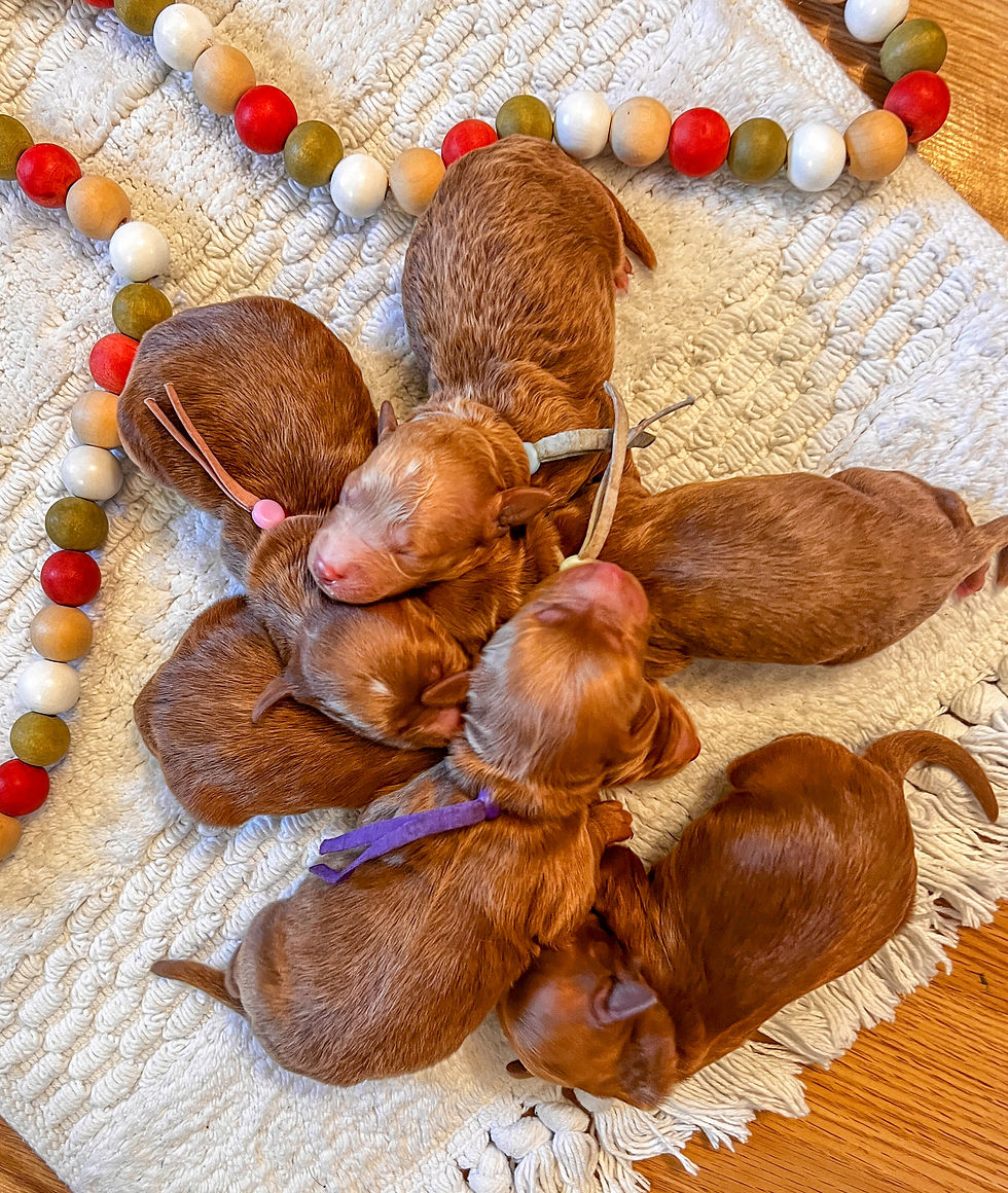 Petite newborn puppies