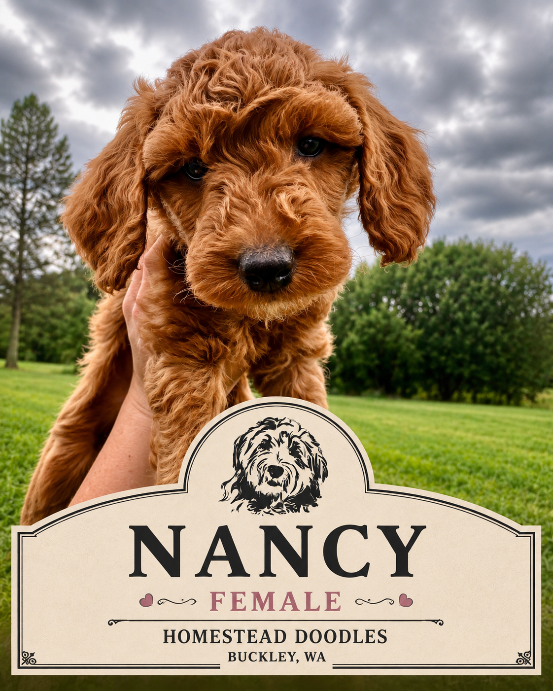 NANCY | AP.126N | ADOPTED