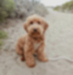 Thumbnail: Multi gen golden doodle puppy with red and golden coat.