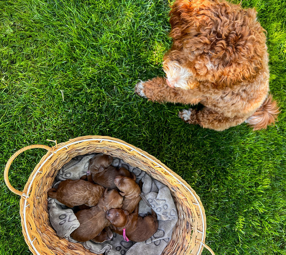 Watching Theodore with His Puppies 🫠