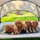 Thumbnail: PONGO | LM.225P
