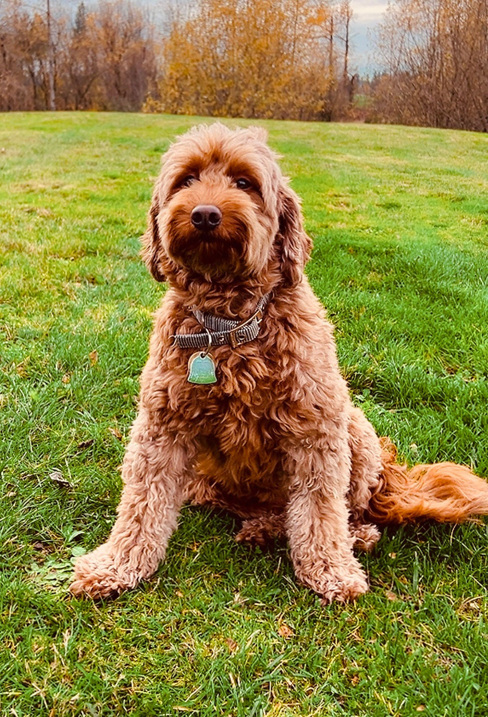 Thumbnail: Lulu is a mini F1b golden doodle with a red curly coat.