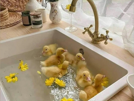 Is it really spring without baby chicks and puppies? 🐣🐶