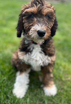 Homestead-doodles-petite-mini-goldendoodle.jpeg
