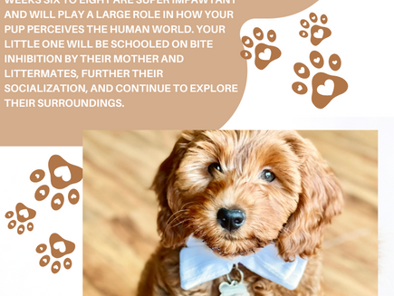 Puppyhood: What to Expect at 6 to 8 Weeks