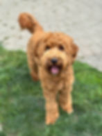 Thumbnail: Franklin is a multi generational goldendoodle with a beautiful golden and wavy coat.