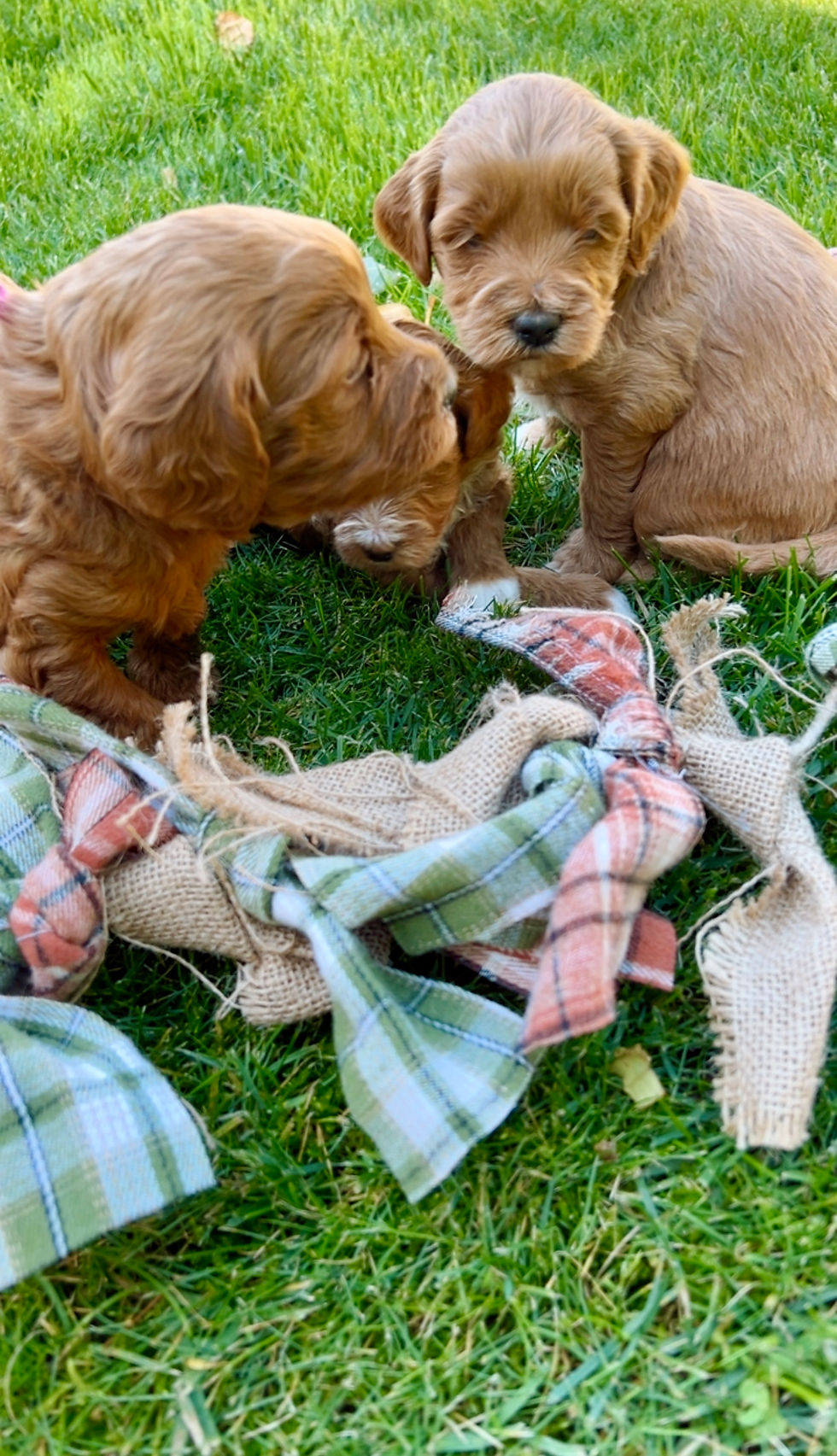 4 week old puppies