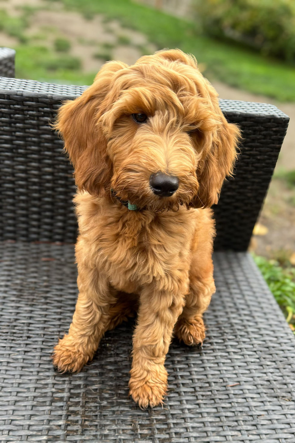 Goldendoodle puppy at 12 weeks of age