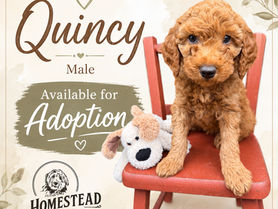 Meet the Final Four: Mini Goldendoodle Puppies Ready for Their Forever Homes ๐ค