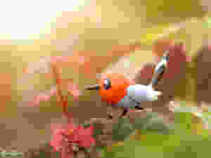 Fletchling Pokemon Toy Photography