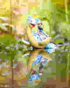 Toy Photography by CuriousHerring of Lapras, Ash and Pikachu swimming across the lake. This image features the G.E.M. Pokemon series statue from Nintendo, using soft focus to blur out the background, with a large focus on the figure and water reflection.