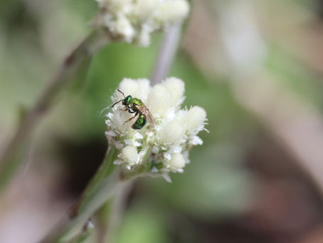 Second Saturday Hike on July 11th- "The Dance of the Native Bees"
