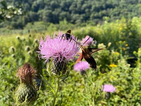 Those Beautiful Bugs of the Prairie and Our Backyards!