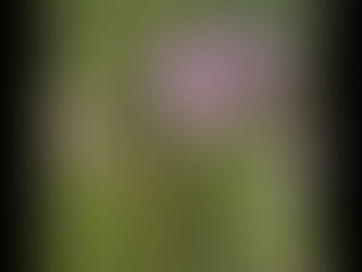 Plant of the Week #13- Bee Balm