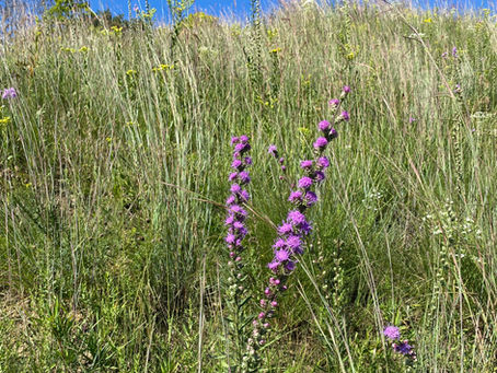 Get Ready for an "Abominable Mystery" to Emerge on the Prairies!