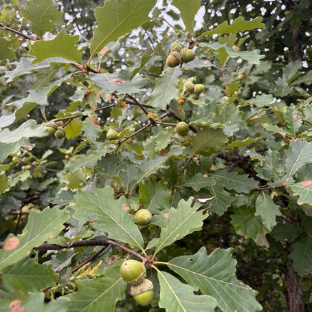 The Good Oaks