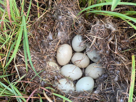 Mallards Nesting on the Bluffs