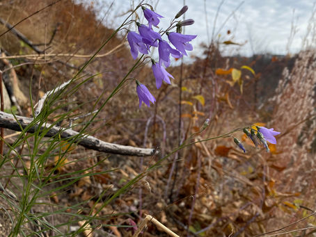 The Bunnies of Halloween!