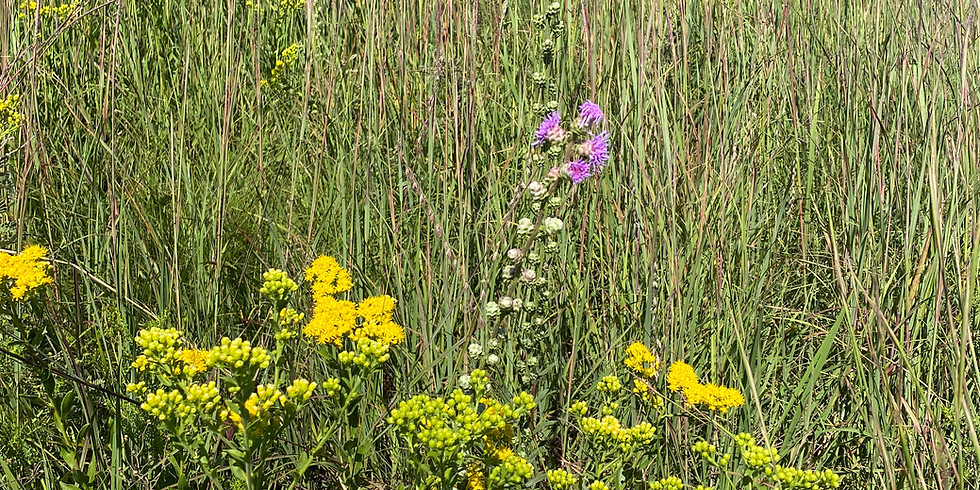 Zoerb Prairie Restoration