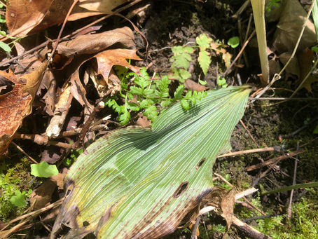 Ephemerals, or Not? -by Jim Rogala