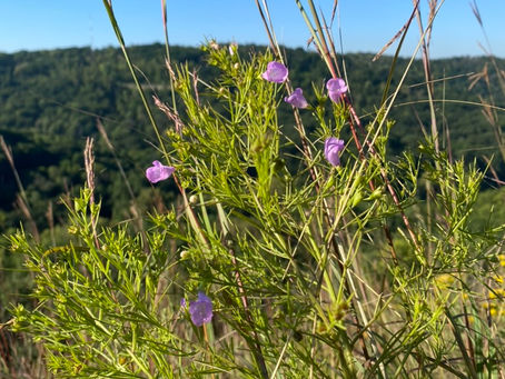Rough False-Foxglove- Plant of the Week #18