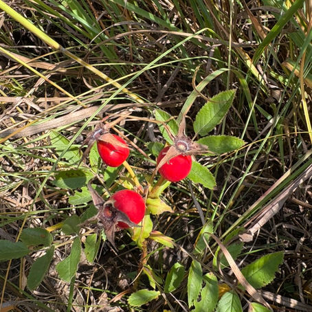 Those Rose Hips are Really Red!