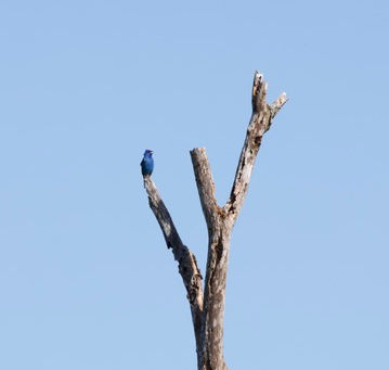 Second Saturday Hike, August 8th: "Birds and Blooms"!