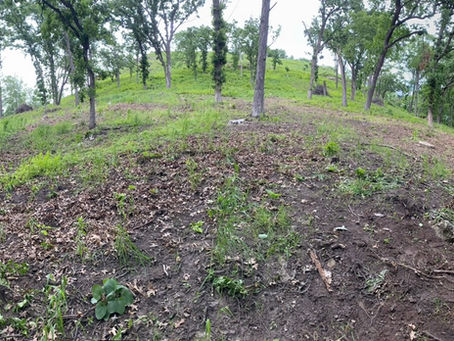 An Oak Savanna is Born