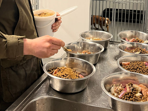 Mastering Gundog Nutrition: A Guide to Optimal Health for Your Gundog