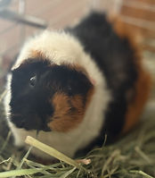 Rosemary with hay_edited.jpg