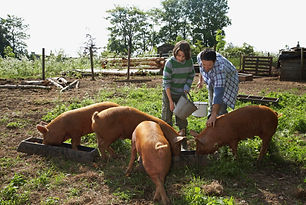 Pigs.jpg