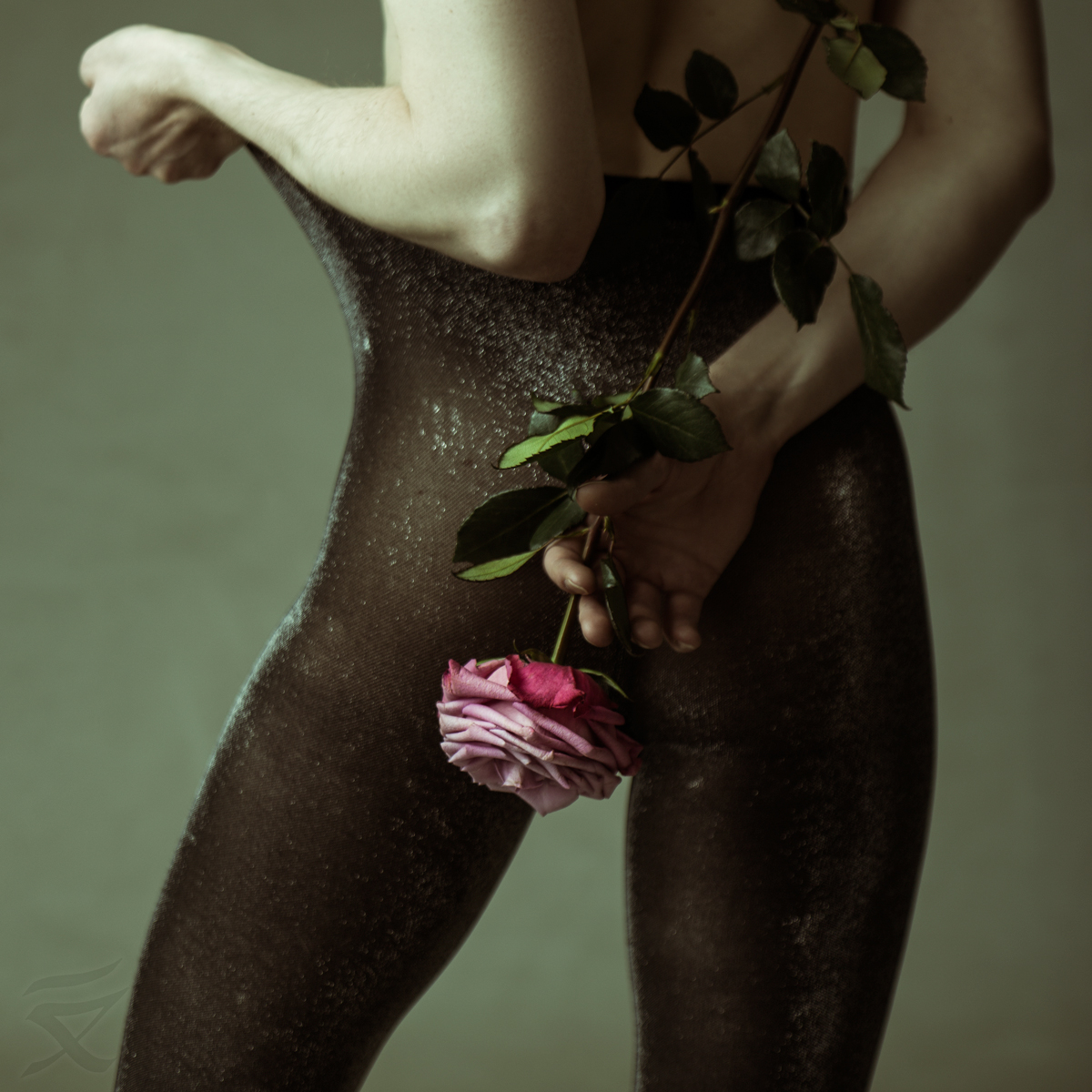 winter roses