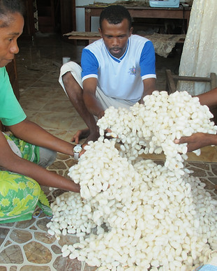 Bombyx silk cocoons.jpg