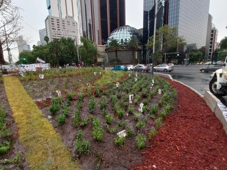 Otro más: El 2do ahuehuete plantado en reforma también se está secando.