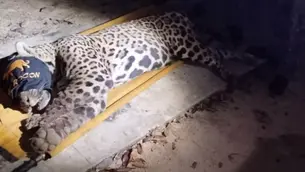 Onça que atacou e matou caseiro no Pantanal é capturada.