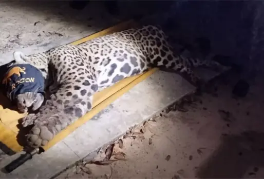 Onça que atacou e matou caseiro no Pantanal é capturada.